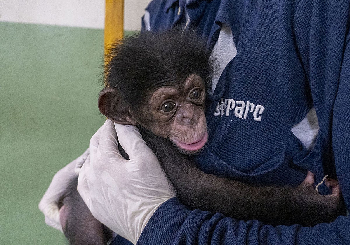 Bioparc Valencia anima a seguir votando por el nombre de la cría de chimpancé