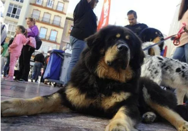 La ciudad de Galicia donde hay el doble de perros y gatos que niños contará con el primer cementerio público de mascotas de España