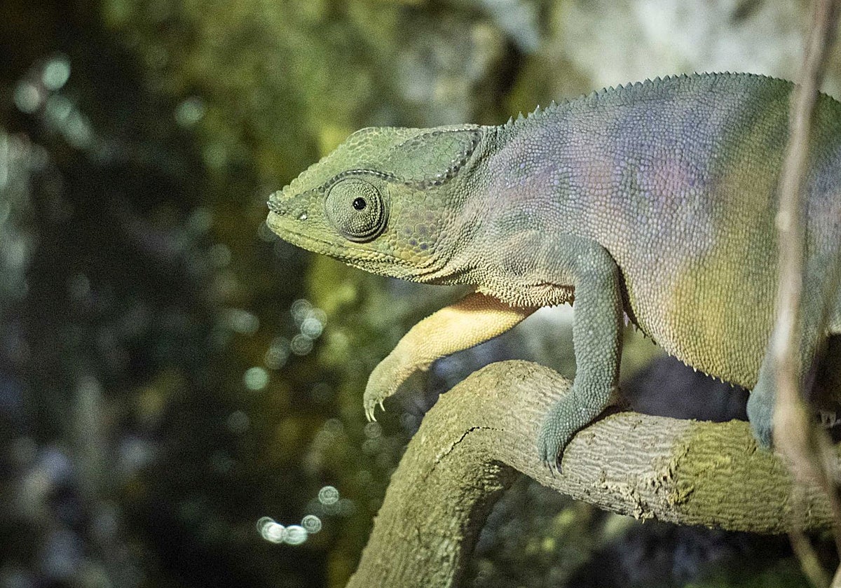 Imagen del camaleón pantera en Bioparc Valencia