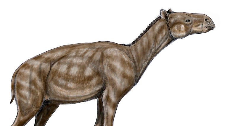 Recreación de perisodáctilos de la familia 'Palaeotheriidae', relacionada con los caballos modernos
