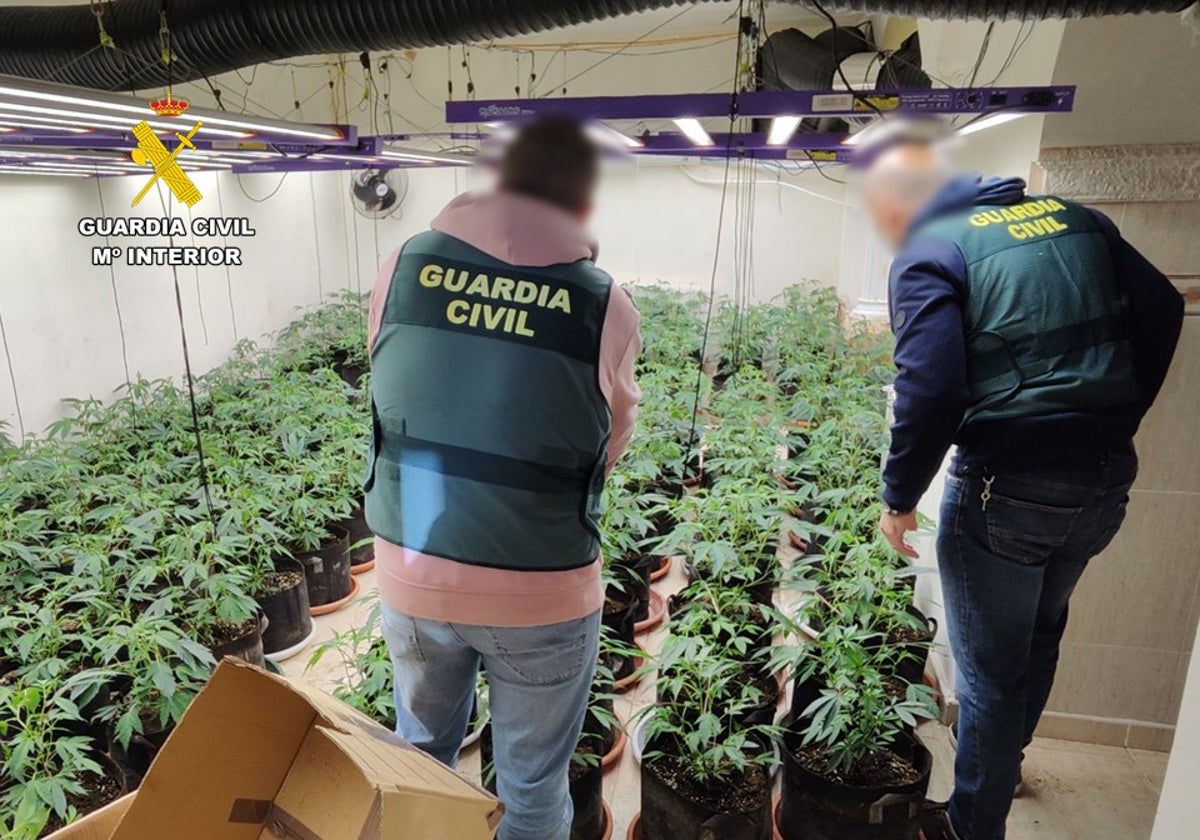 Imagen de la Guardia Civil con la plantación de marihuana