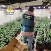 Pillan a un joven con 350 plantas de marihuana en un chalet de Calpe