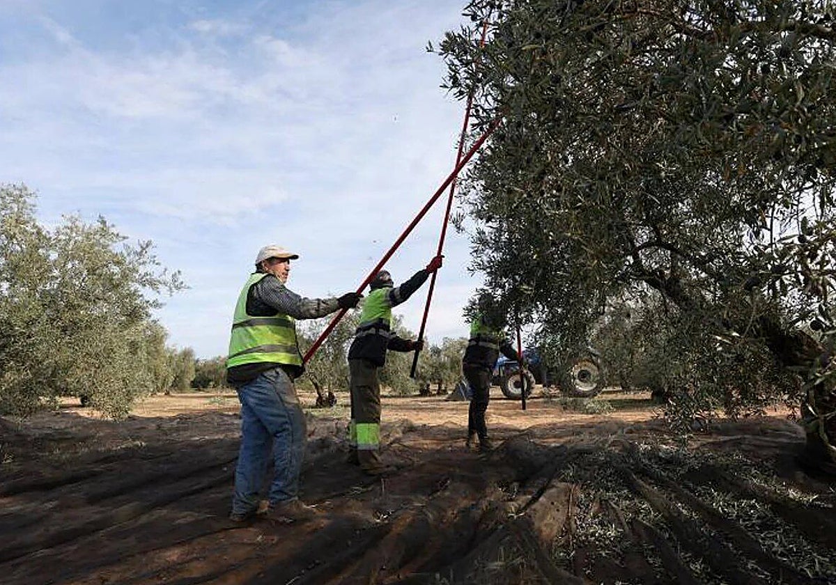 Desciende un 56,4% el número de delitos en la campaña olivarera de Ciudad Real