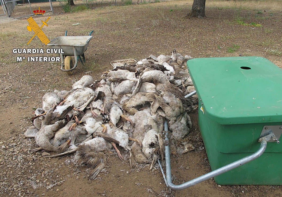 Algunas de las ocas muertas detectadas por el Seprona en la finca cordobesa en una imagen de archivo