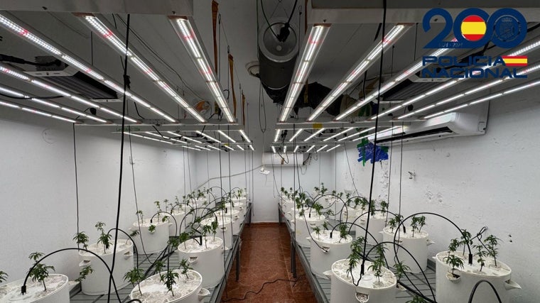 Instalaciones eléctricas en la plantación de marihuana
