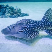 Dos rayas tiburón críticamente amenazadas se incorporan al Oceanogràfic desde el acuario japonés de Okinawa