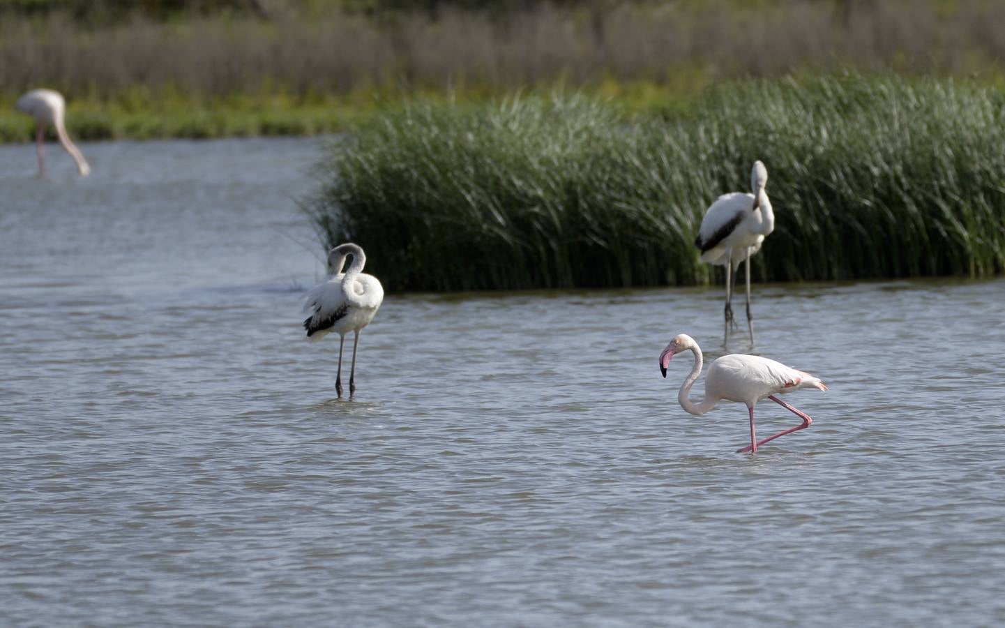 La colonia de flamencos en la laguna de Fuente de Piedra ha aumento en número este año