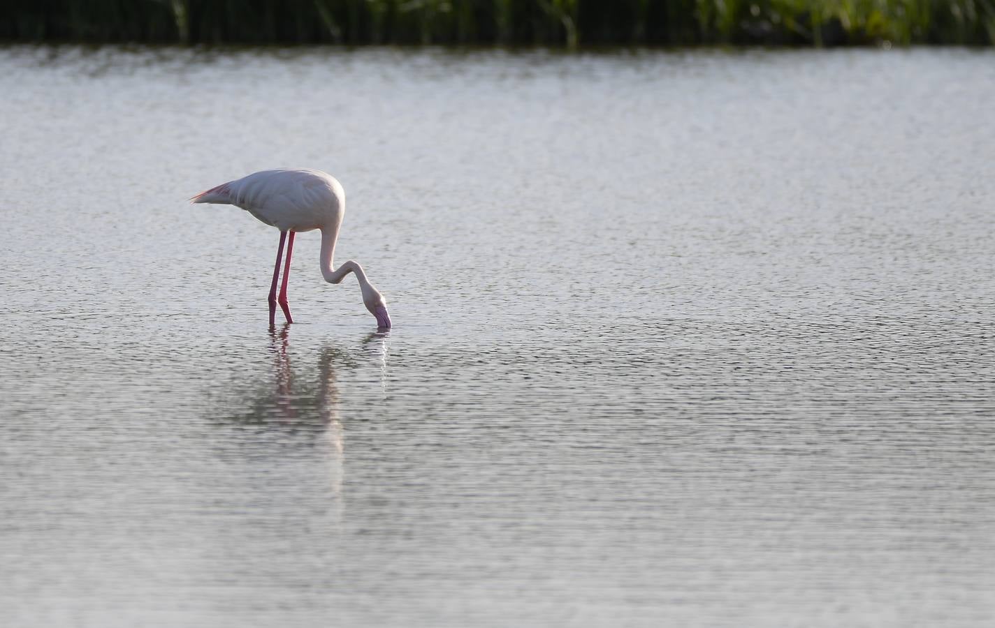 La colonia de flamencos en la laguna de Fuente de Piedra ha aumento en número este año