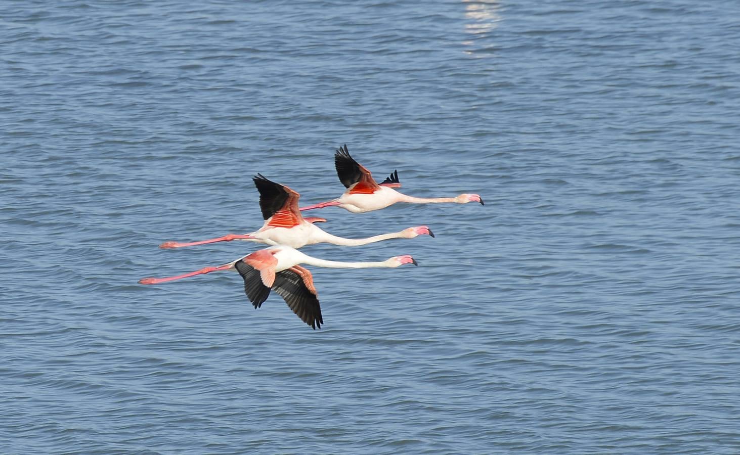 La colonia de flamencos en la laguna de Fuente de Piedra ha aumento en número este año