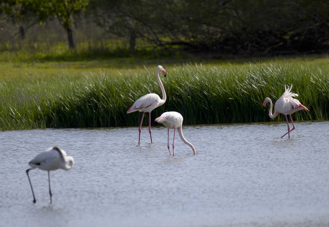 La colonia de flamencos en la laguna de Fuente de Piedra ha aumento en número este año