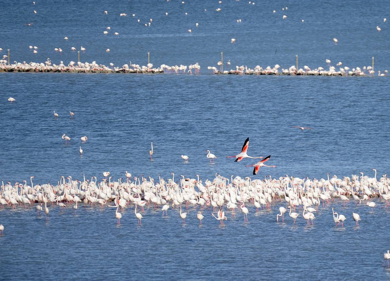 La colonia de flamencos en la laguna de Fuente de Piedra ha aumento en número este año