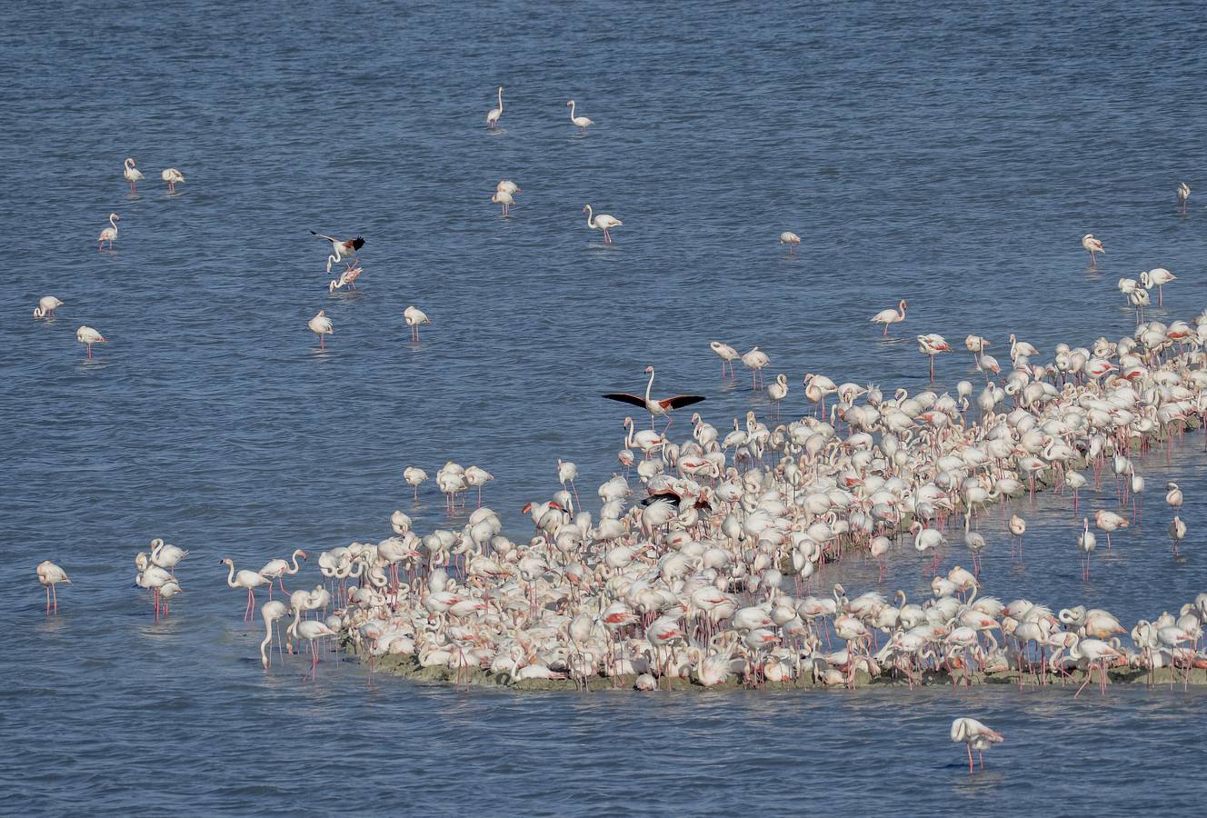 La colonia de flamencos en la laguna de Fuente de Piedra ha aumento en número este año