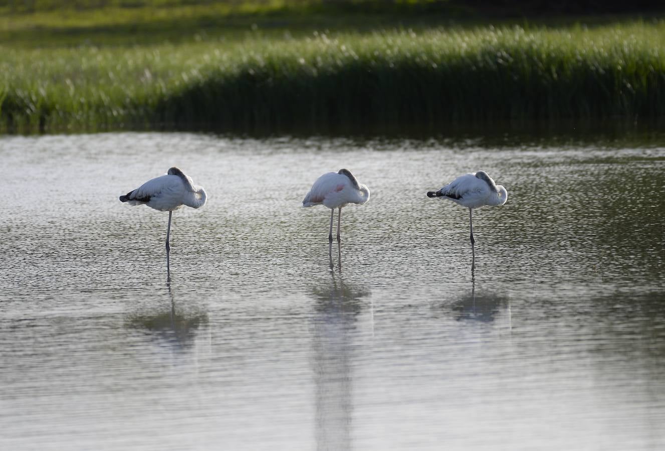 La colonia de flamencos en la laguna de Fuente de Piedra ha aumento en número este año