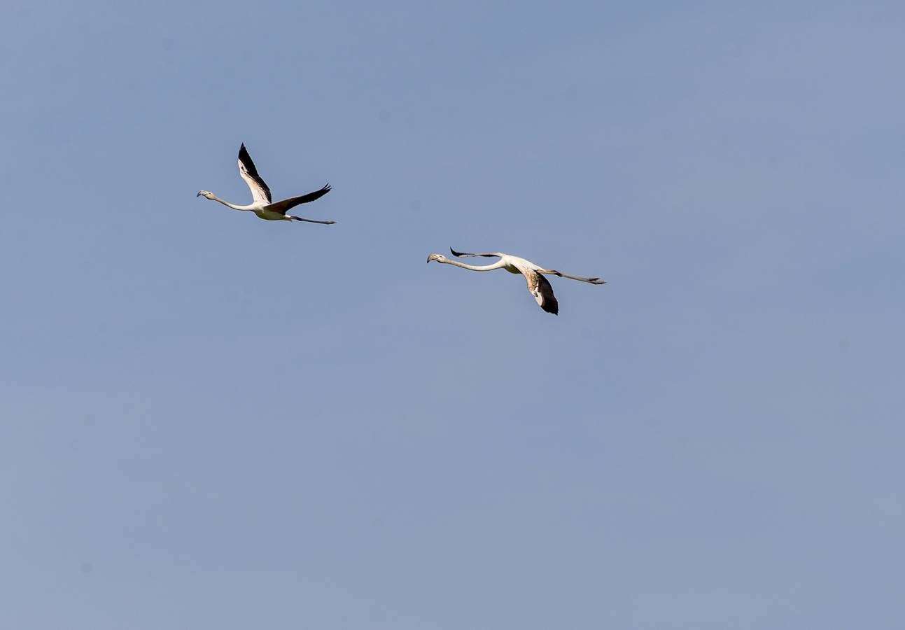 La colonia de flamencos en la laguna de Fuente de Piedra ha aumento en número este año