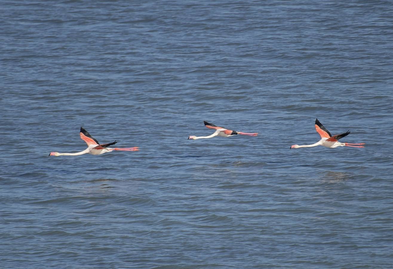 La colonia de flamencos en la laguna de Fuente de Piedra ha aumento en número este año