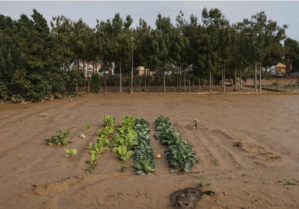 Una huerta afectada por las inundaciones causadas por la dana en la provincia de Valencia