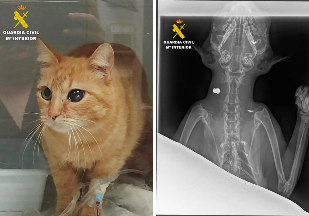 Imágenes del gato herido