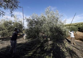 La campaña del olivar en Córdoba concluye duplicando las salidas de aceite al mercado