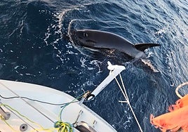 Una manada de orcas ataca de nuevo a un velero en las costas de Cádiz
