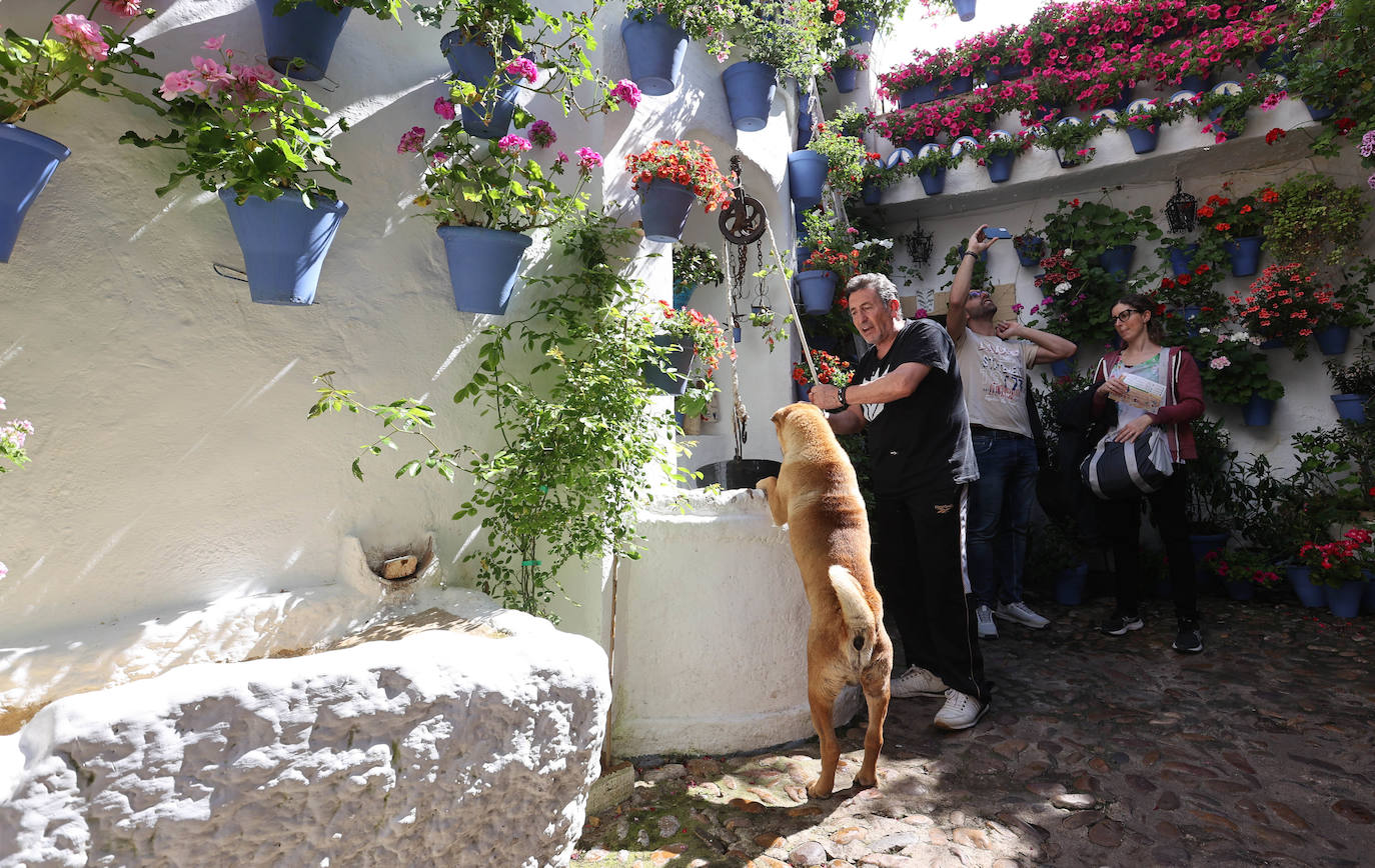 Los Patios de Córdoba a dos semanas de que empiece el certamen, en imágenes