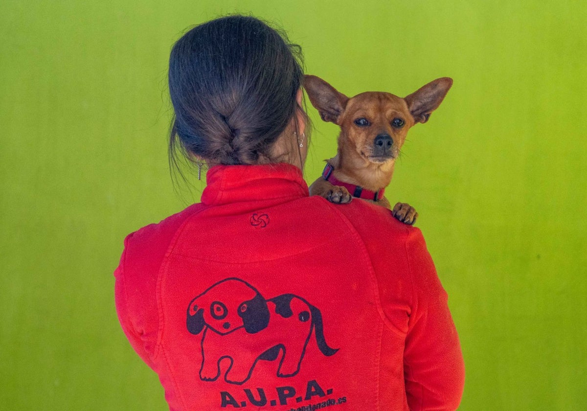 Valencia acoge el 25 de mayo un desfile para fomentar la adopción de perros rescatados tras la dana