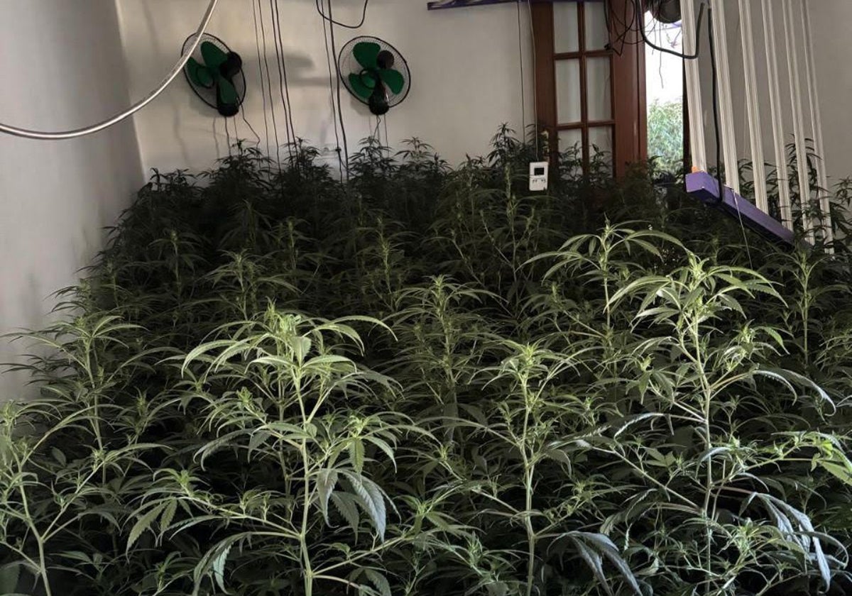 Una de las plantaciones indoor desmantelada por la Policía Nacional en Córdoba