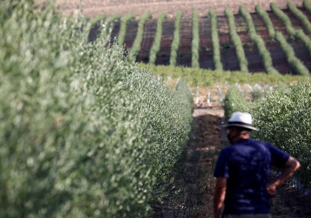 Olivar en una finca de la provincia de Córdoba