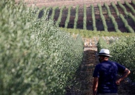 Córdoba se mantiene líder en producción ecológica pese a perder superficie