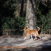 La ciudad y los perros