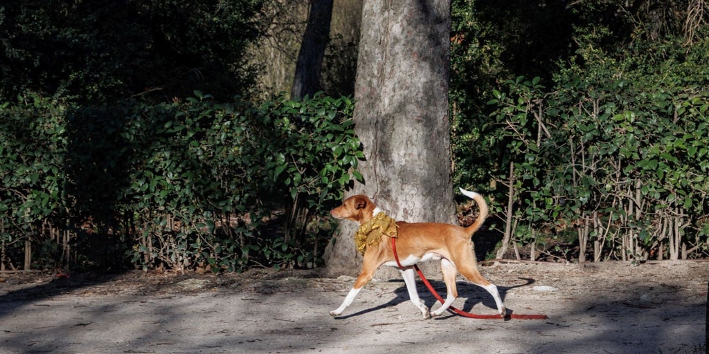 La ciudad y los perros