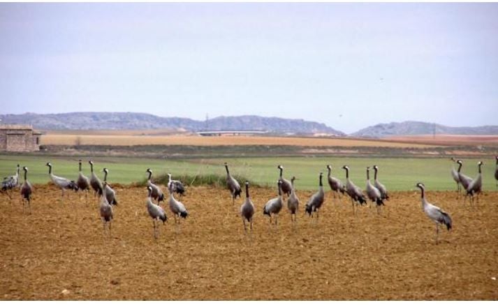 La Junta anuncia una convocatoria de ayudas para agricultores de zonas ZEPA en Castilla-La Mancha