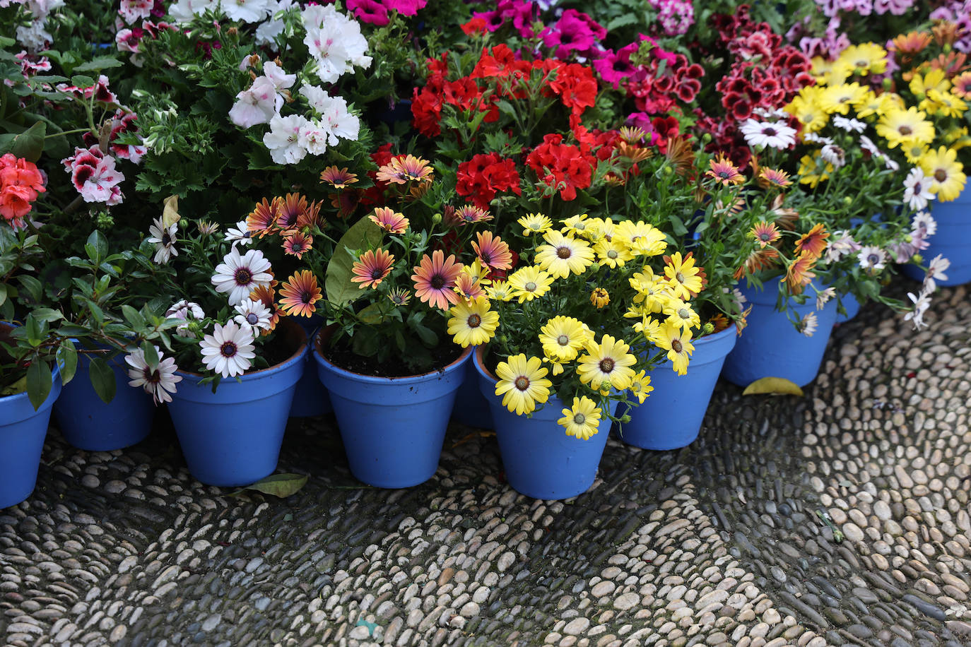El color y la belleza de las Cruces de Mayo en Córdoba, en imágenes