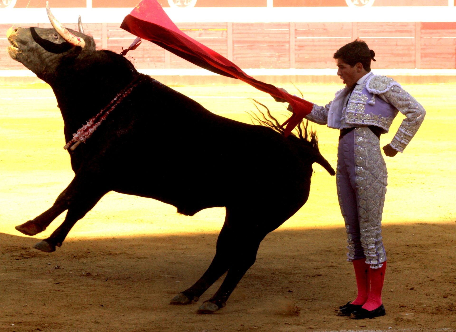 El nuevo triunfo de Román en la novillada de Lucena, en imágenes