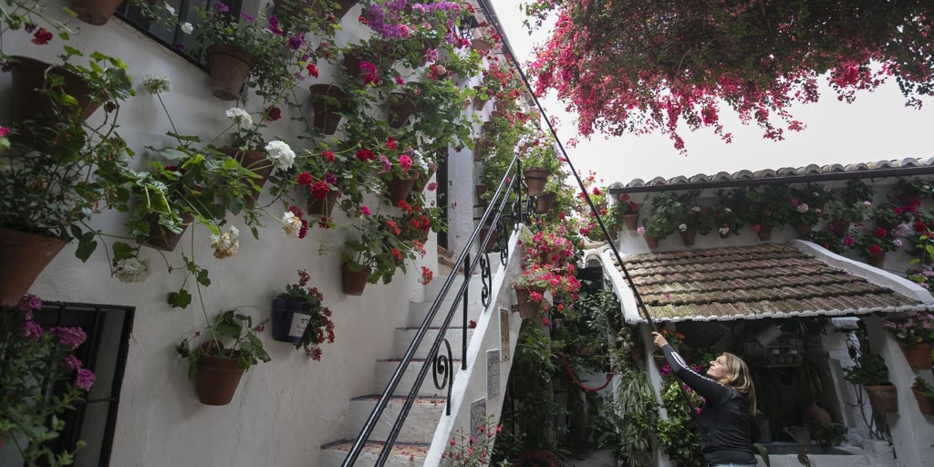 Un año de cuidados, dos semanas de exuberancia: los Patios de Córdoba a punto de abrir las puertas