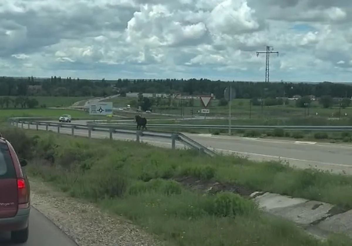 La vaca, en plena fuga