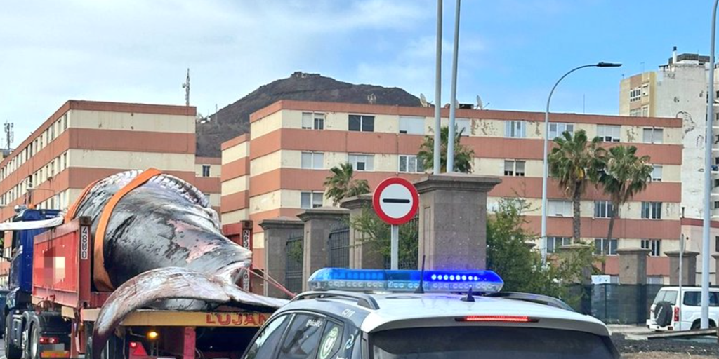 Un camión con una ballena de 27 toneladas a bordo sorprende en el centro de Las Palmas de Gran Canaria