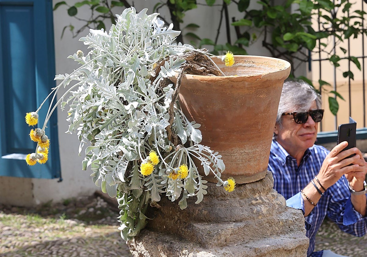 Centáurea en el patio de la reja del Palacio de Viana