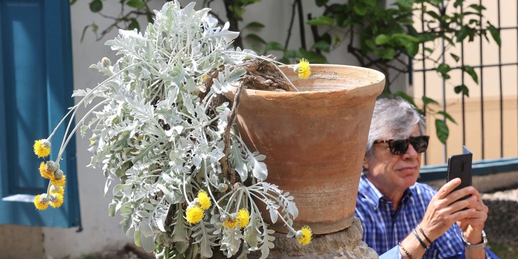 La exótica centáurea de Viana: una planta que la Casa de Alba trajo de Croacia y se hizo emblema del palacio de Córdoba