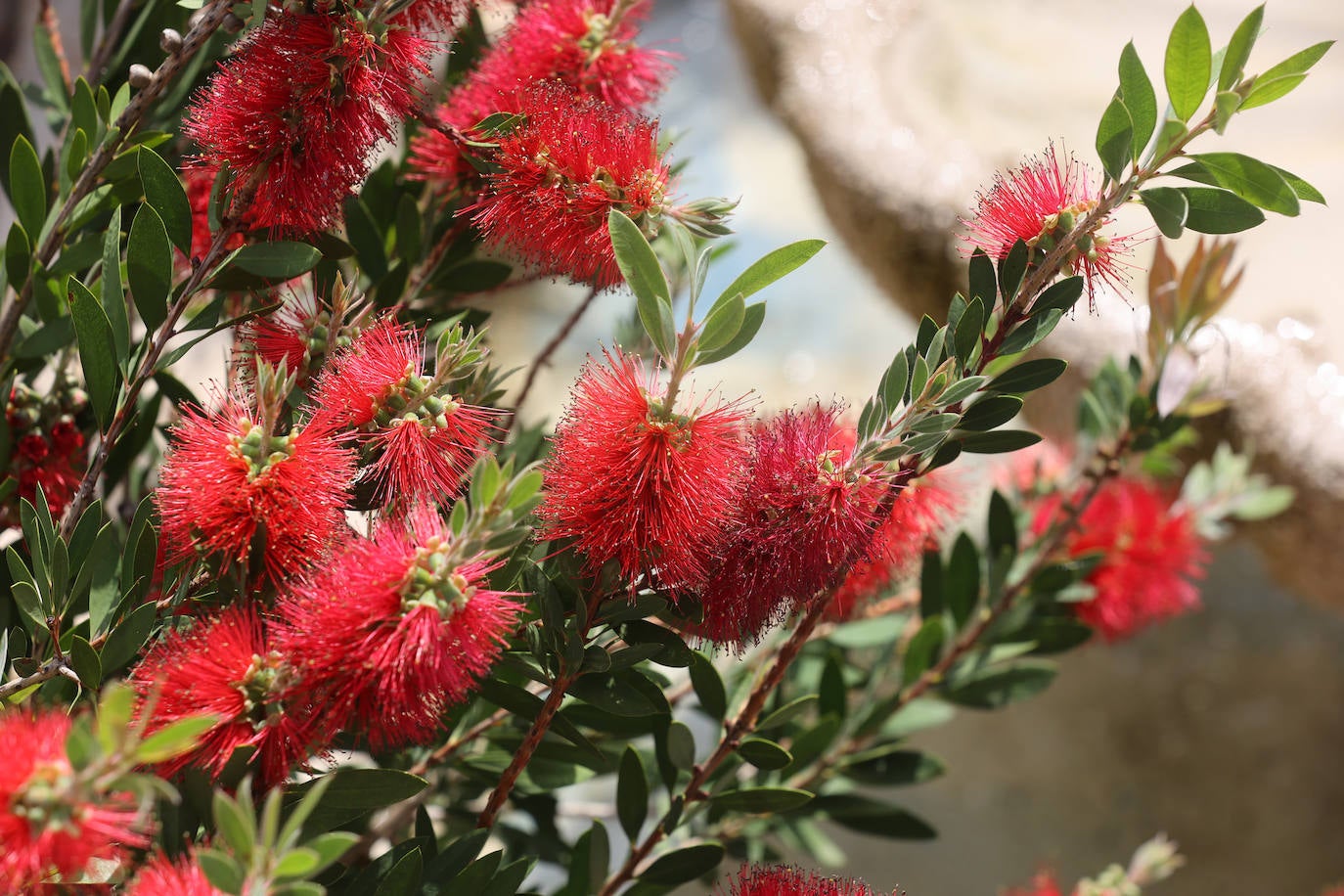 Los patios del Palacio de Viana de Córdoba, en imágenes