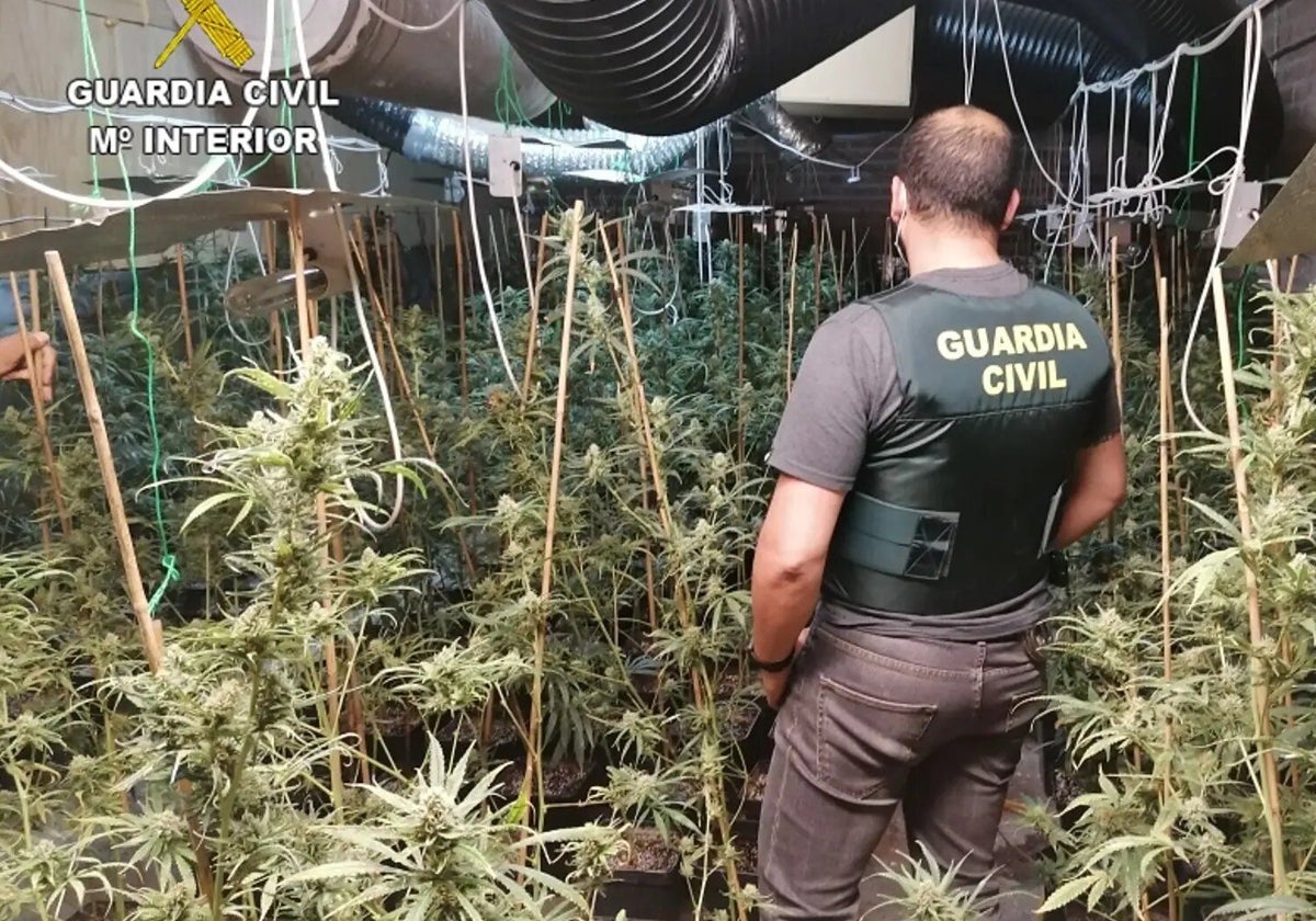 La Guardia Civil desmantela una plantación de cannabis en un grow-shop e incauta hachís y marihuana