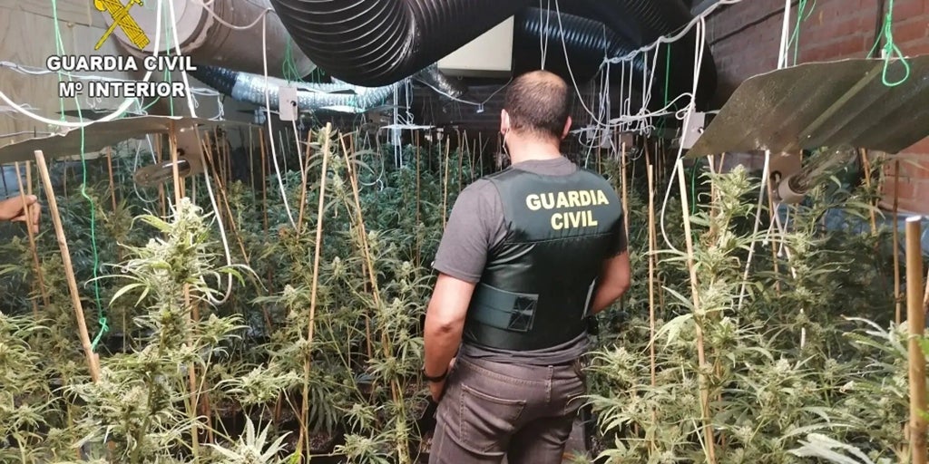 La Guardia Civil desmantela una plantación de cannabis en un grow-shop e incauta hachís y marihuana