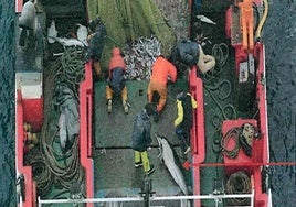Un vídeo 'pesca' a un barco gallego que ocultó la captura accidental de una veintena de delfines y los devolvió muertos al mar