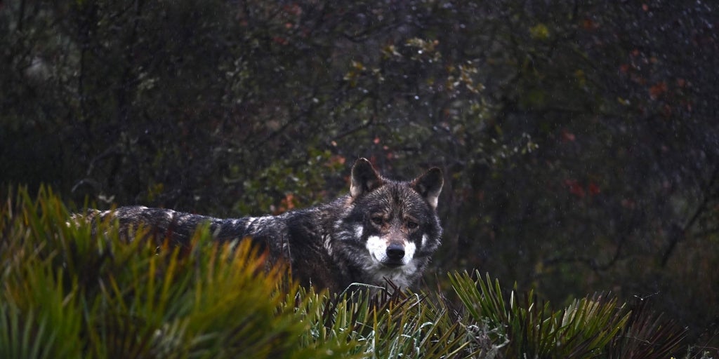 Galicia estudia ya tres peticiones para «extracciones» del lobo