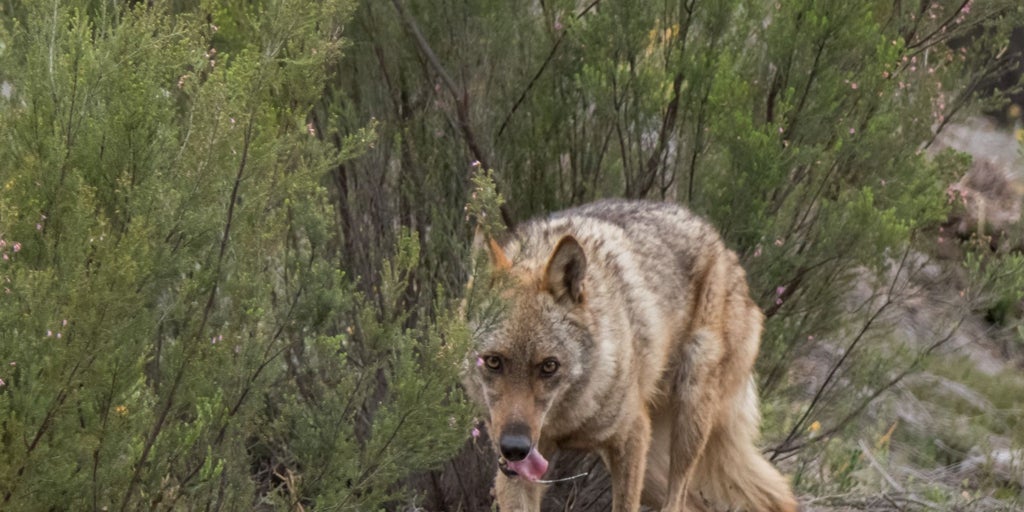 «Satisfacción» en Castilla y León con el «hito» para controlar el lobo al sur del Duero
