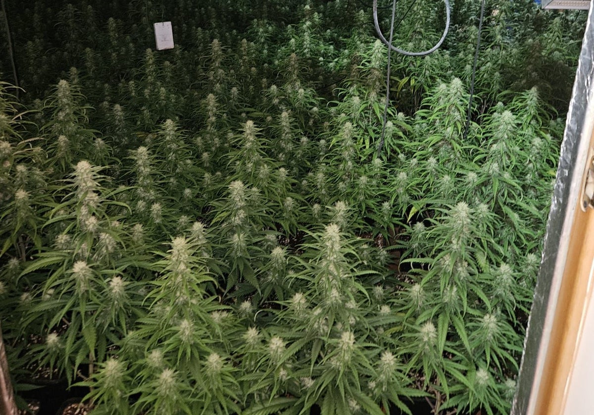 Plantación de marihuana en Talavera