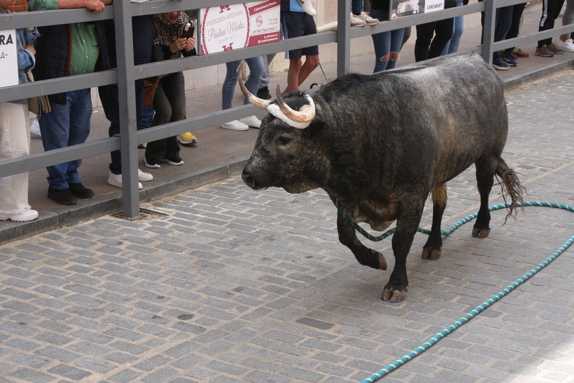 La brutal cogida en el Toro de Cuerda de Carcabuey, en imágenes