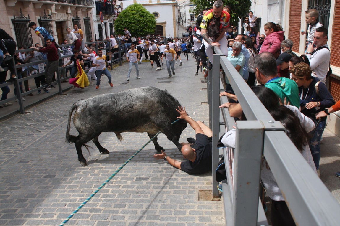 La brutal cogida en el Toro de Cuerda de Carcabuey, en imágenes