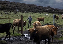 «Hablar del lobo es casi tabú, pero es una ruina para los ganaderos»