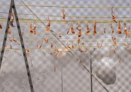 Mascletà en Valencia por la Virgen de los Desamparados: horario y ubicación