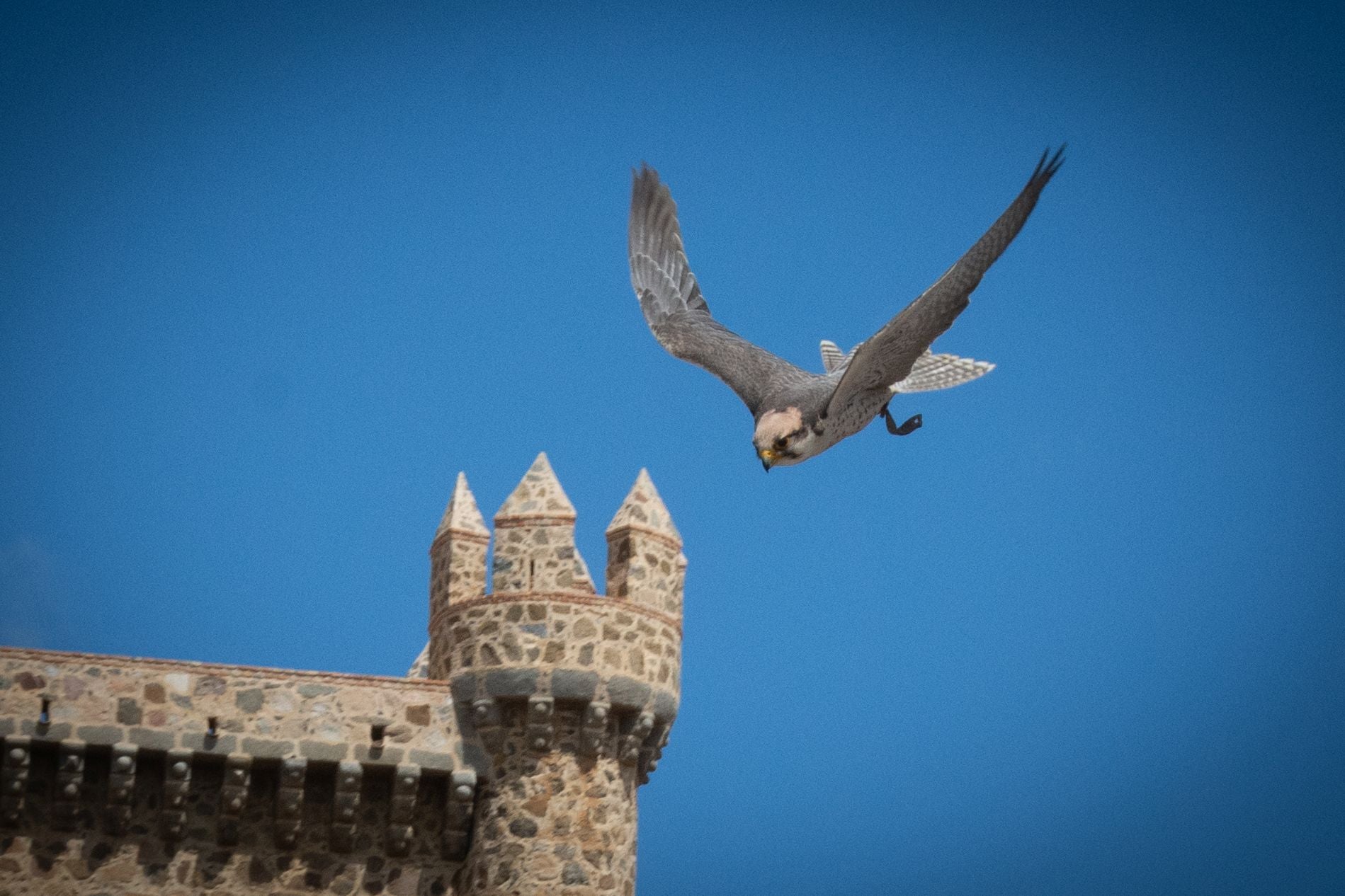 Las jornadas visigodas de Guadamur, en imágenes